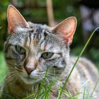 Katze im Gras