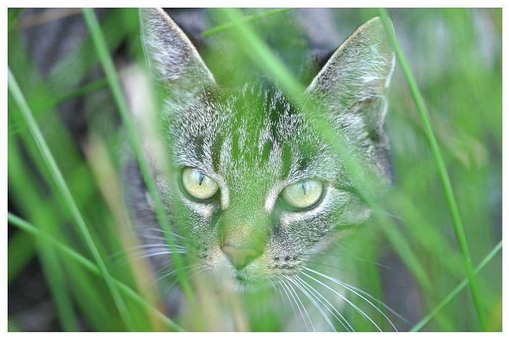 Katze im Gras