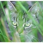 Katze im Gras