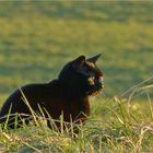 Katze im Gras