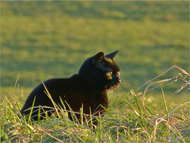 Katze im Gras