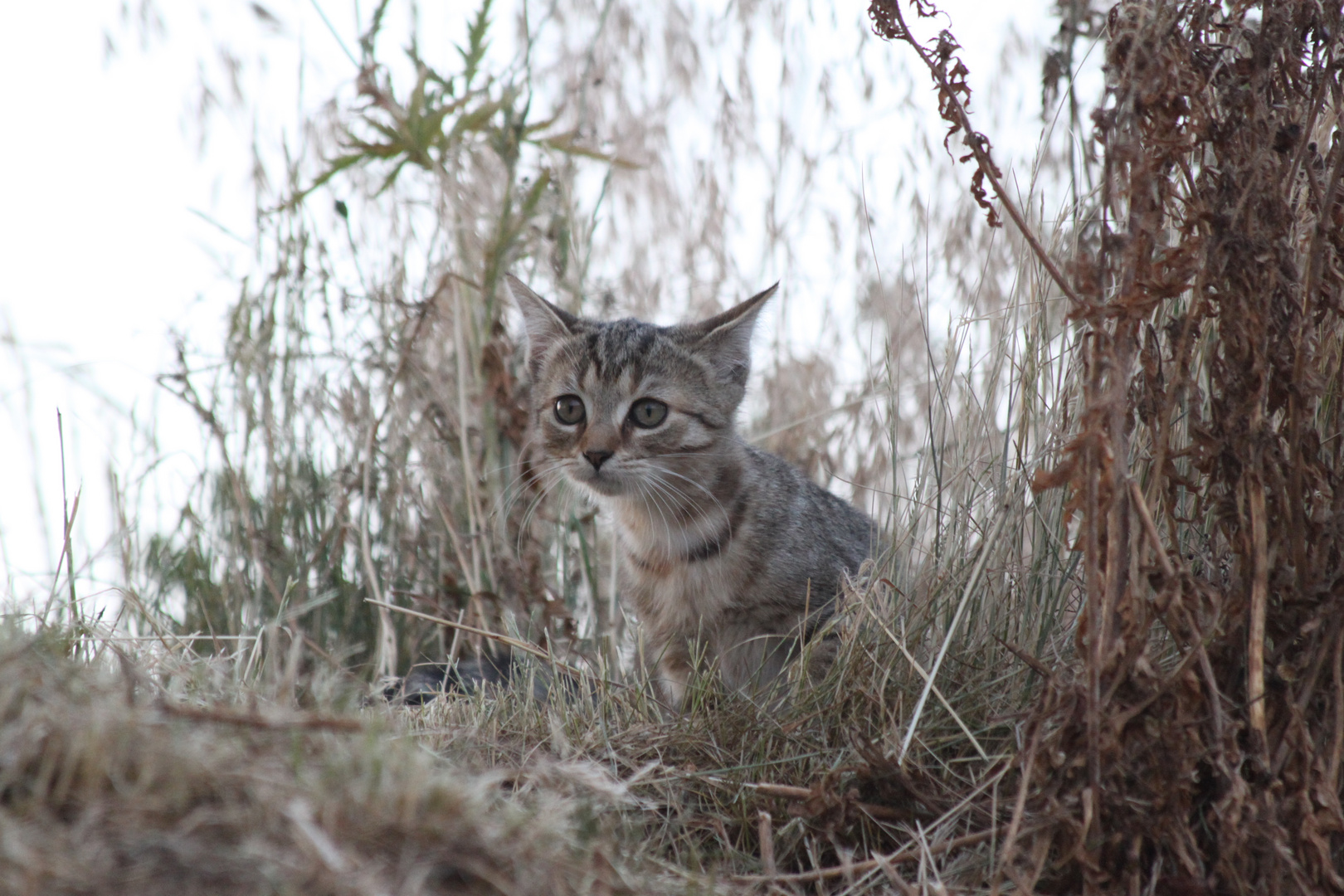 Katze im Gras