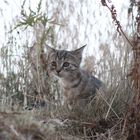 Katze im Gras