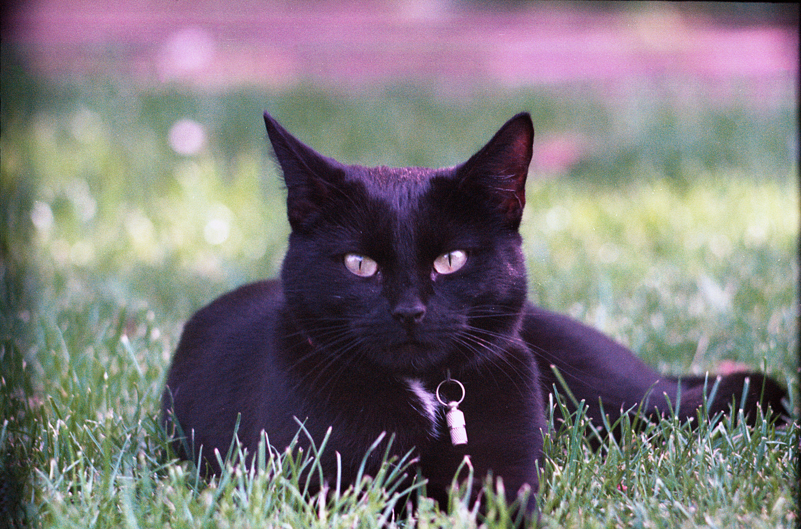 Katze im Gras