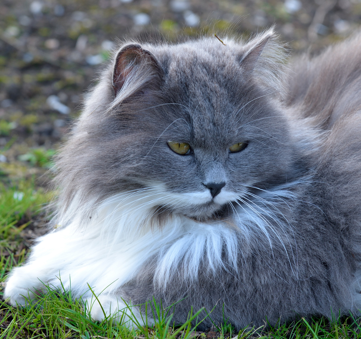 Katze im Gras