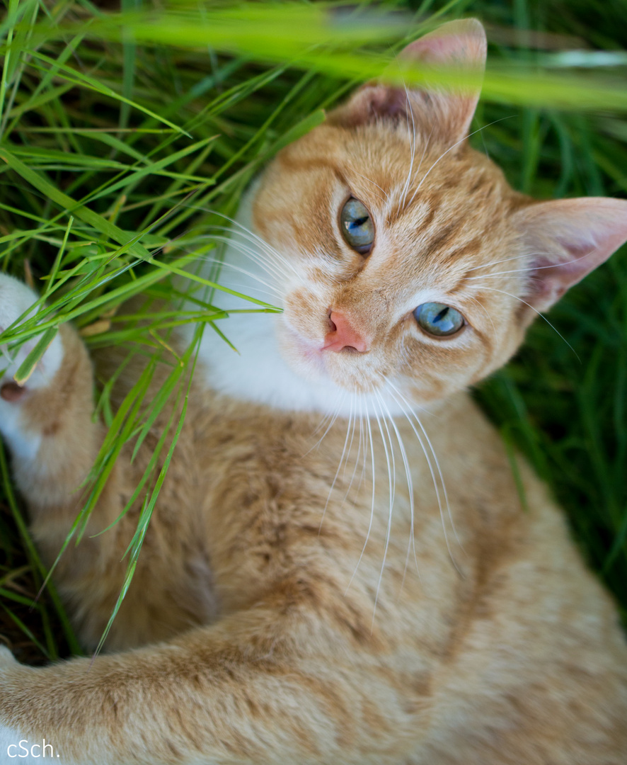 Katze im Gras