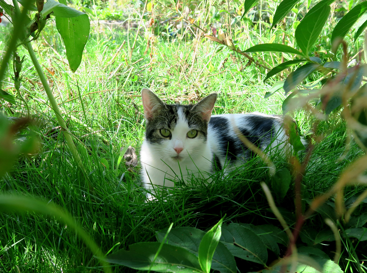 Katze im Gras