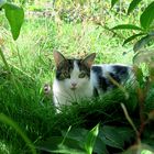 Katze im Gras