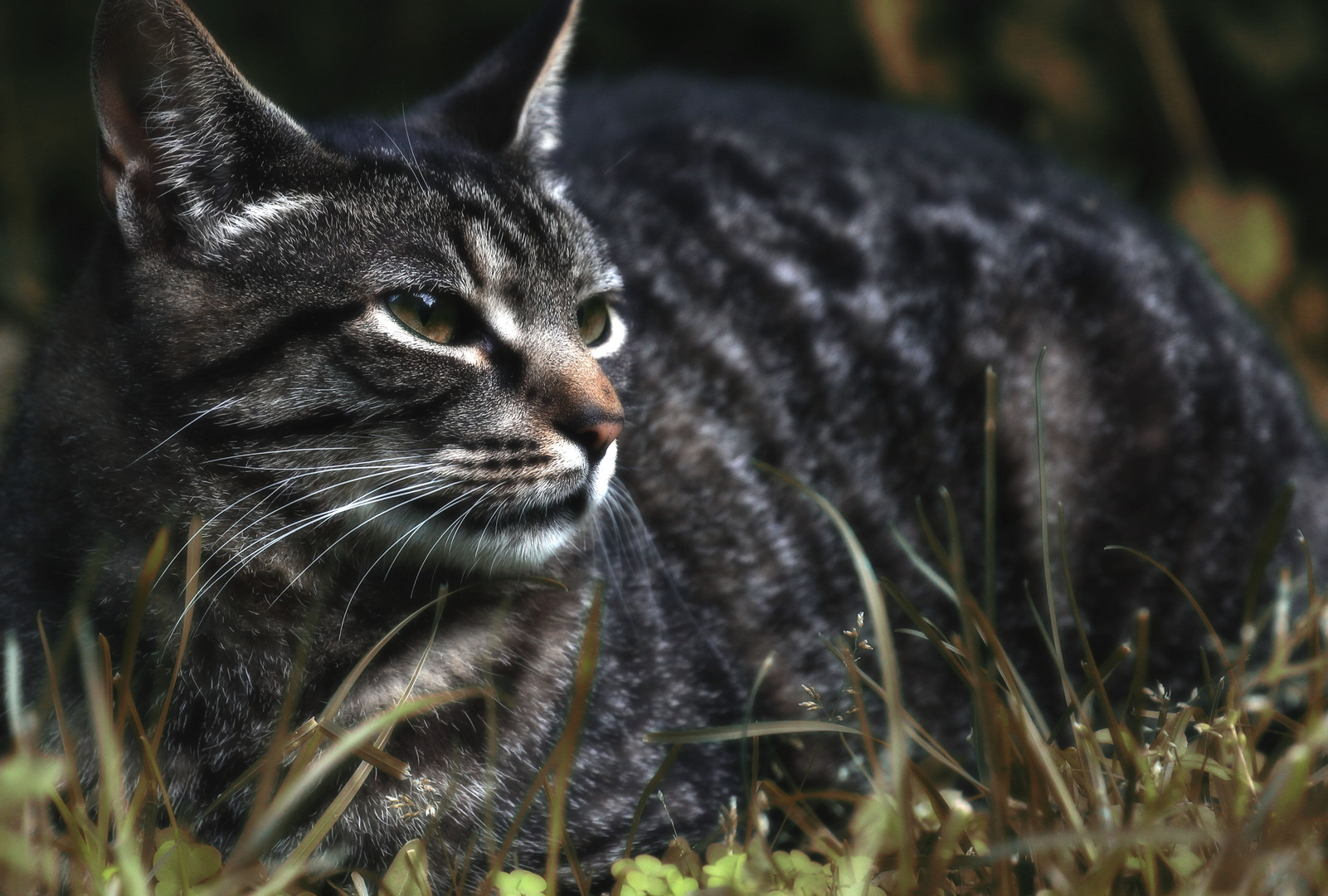 Katze im Gras