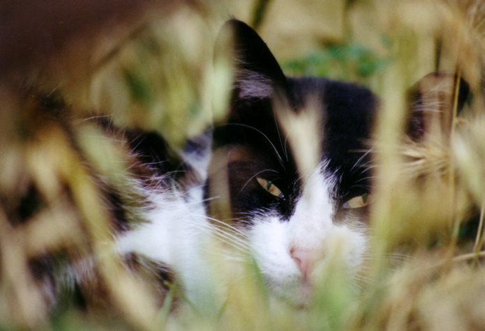 Katze im Gras