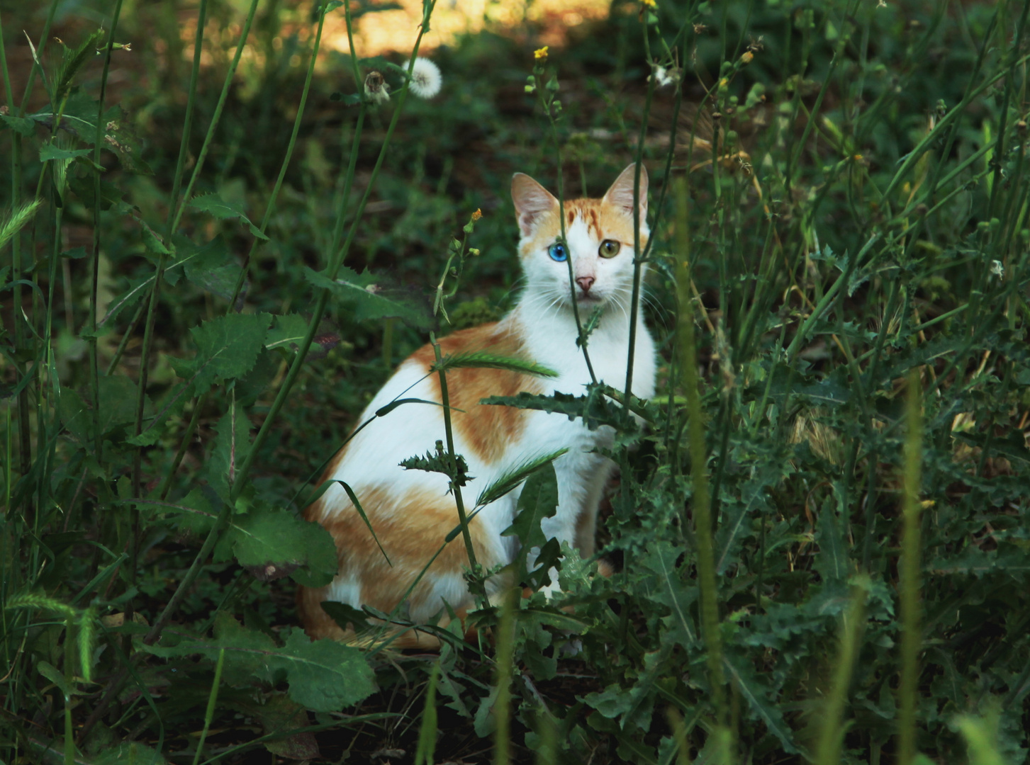 Katze im Gras