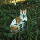 Katze im Gras