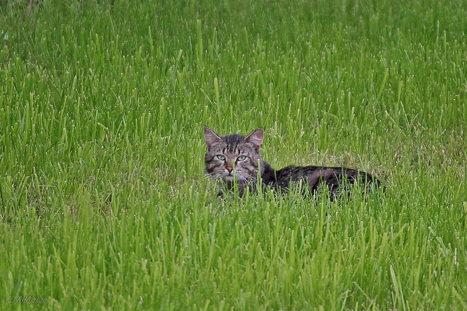 Katze im Gras