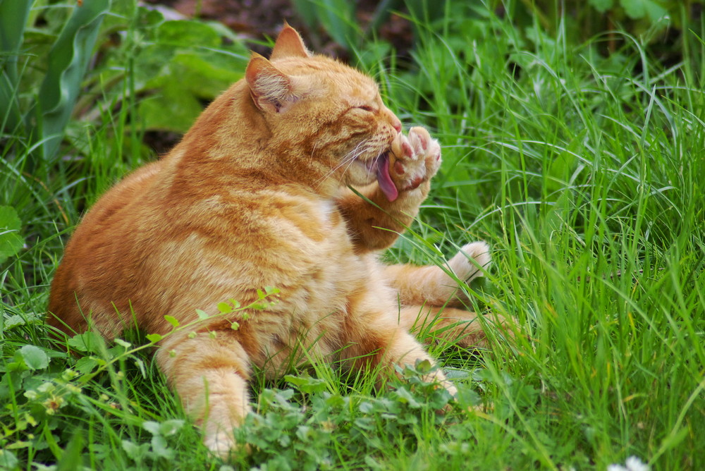 Katze im Gras