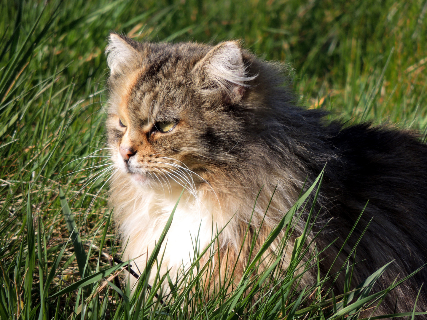 Katze im Gras I