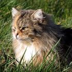 Katze im Gras I