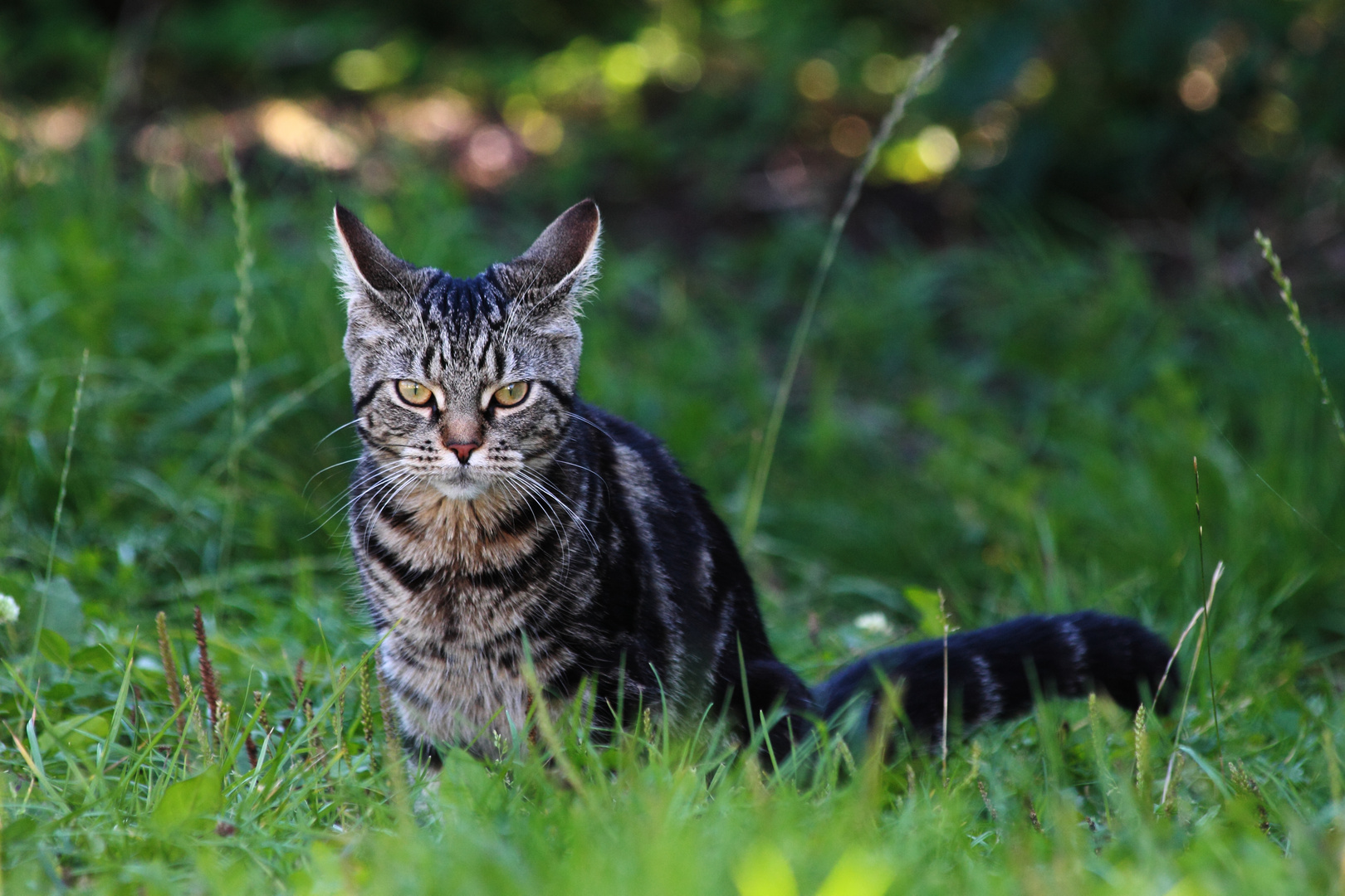 Katze im Grünen