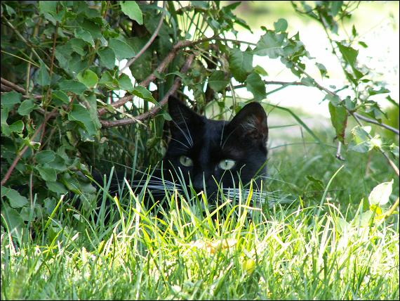 Katze im Grünen