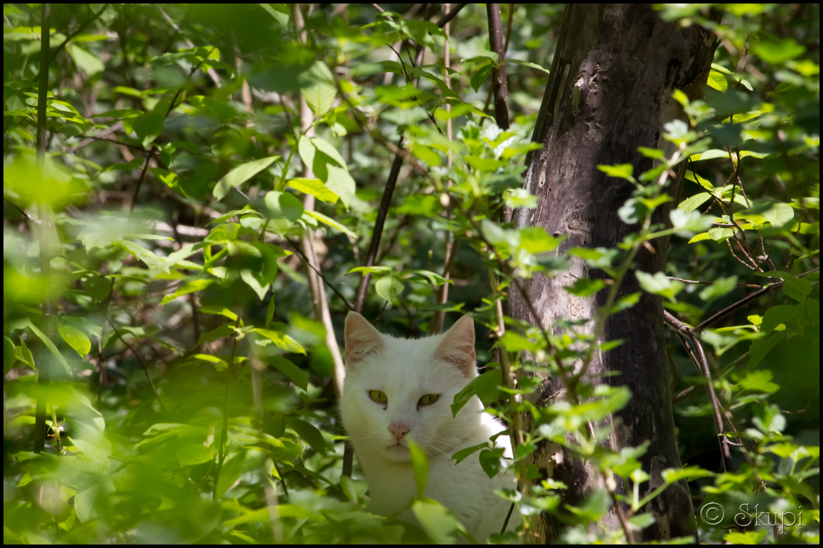 Katze im Grünen...