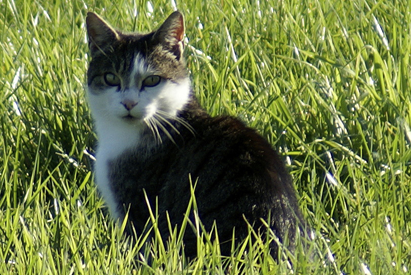 Katze im Grünen