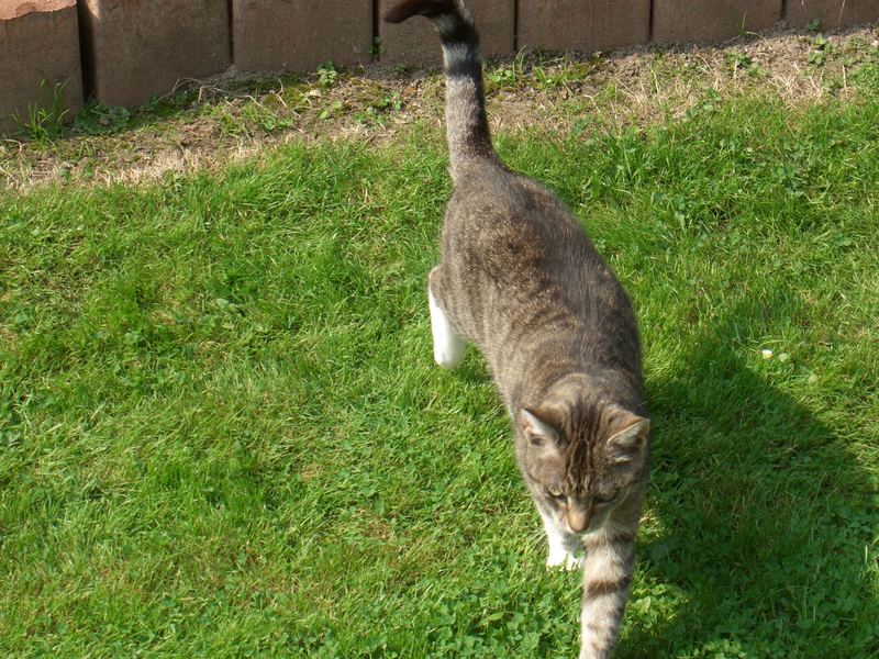 Katze im Grünen