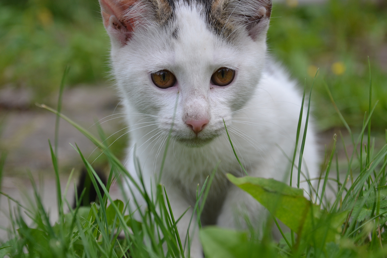 Katze im Grünen