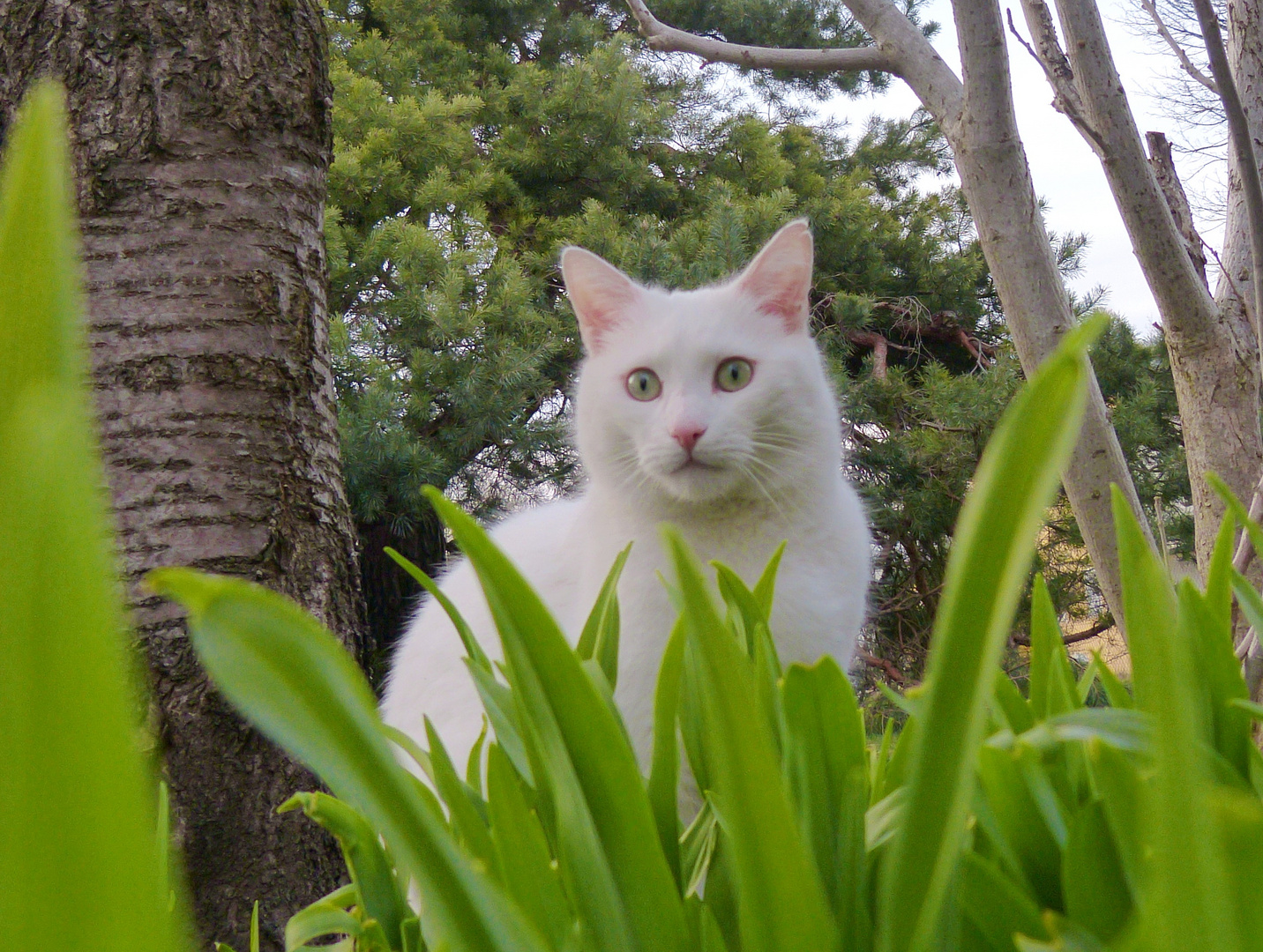 Katze im Grünen