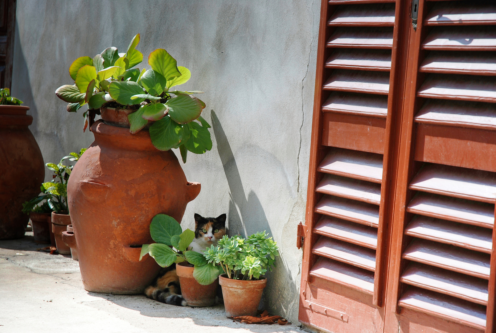 Katze im Grünen