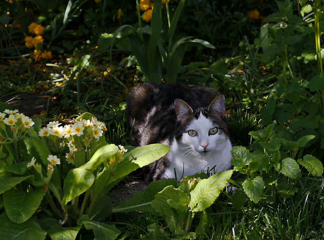 Katze im Halbschatten