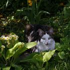 Katze im Halbschatten