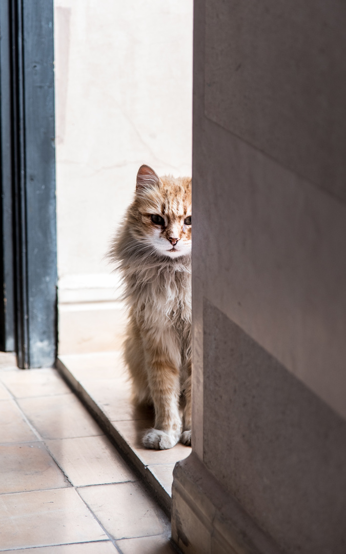 Katze im Hausflur