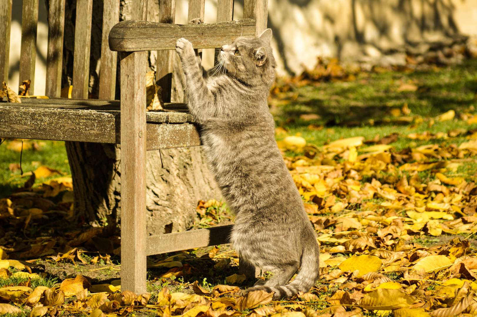 Katze im Herbst 2