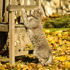 Katze im Herbst 2