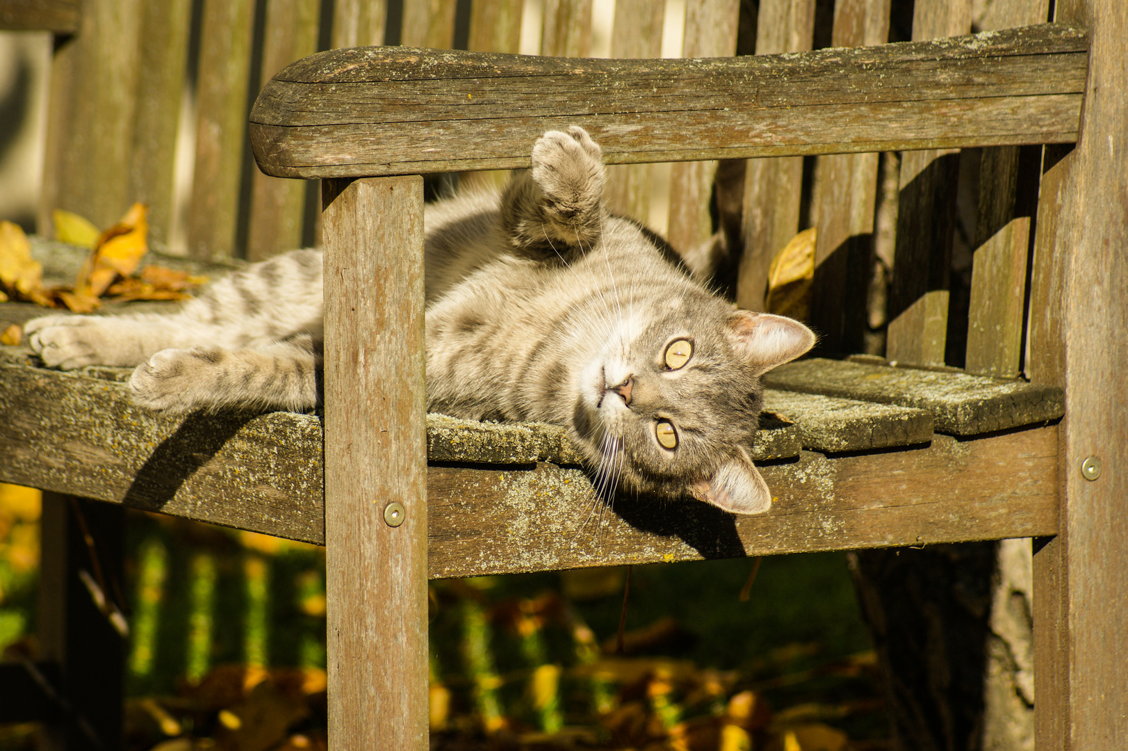 Katze im Herbst