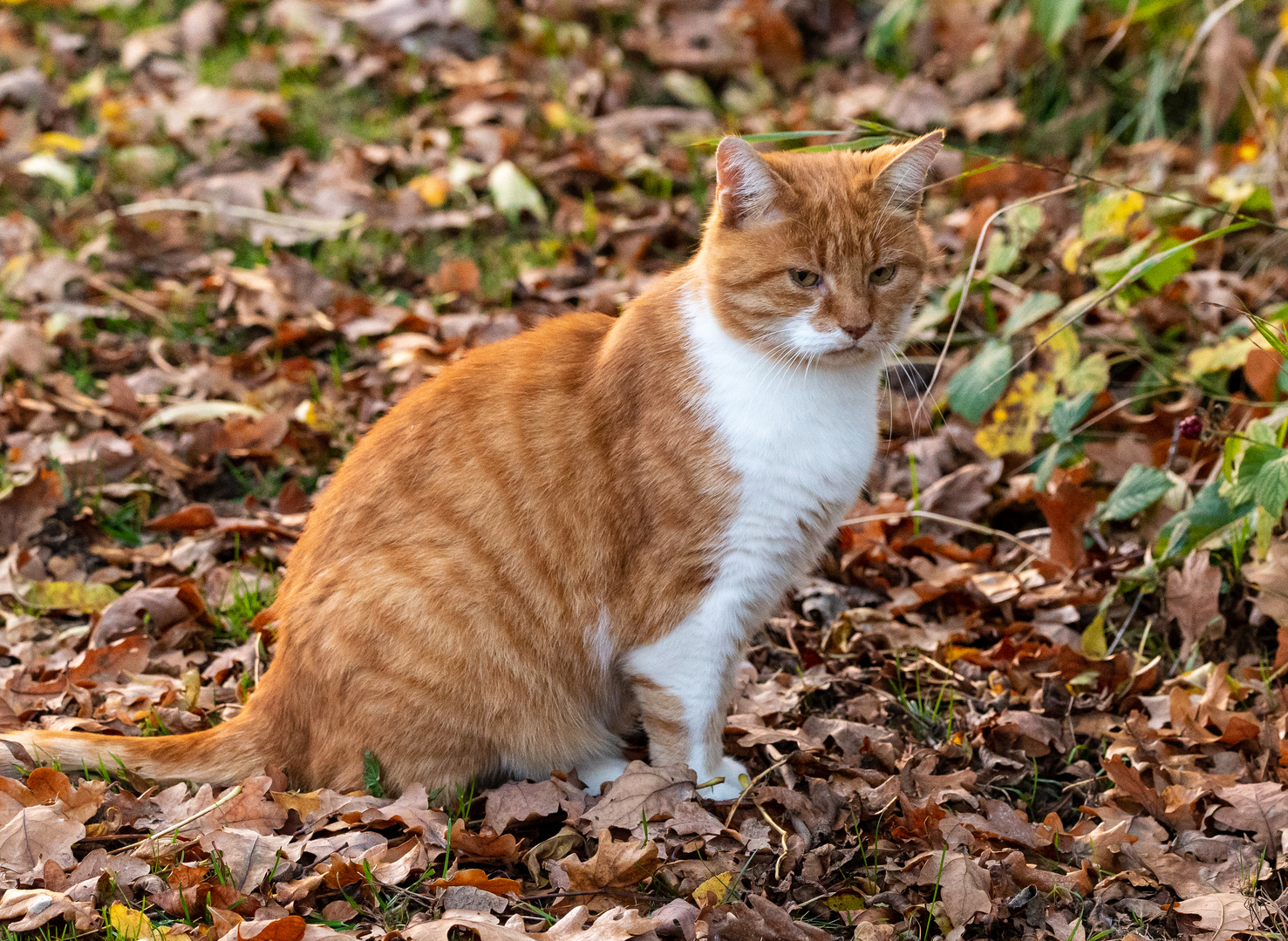 Katze im Herbst