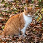 Katze im Herbst