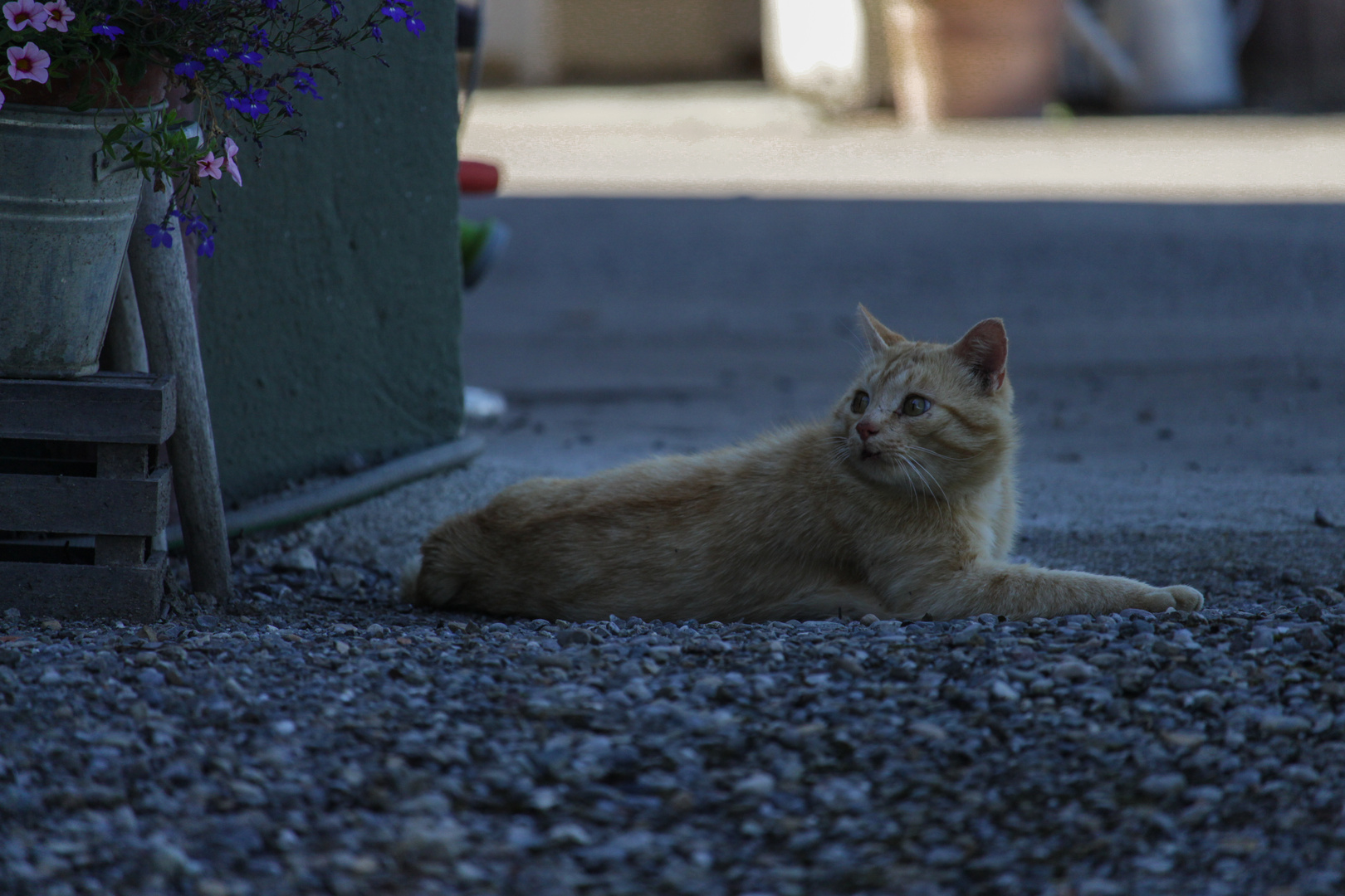 Katze im Hof