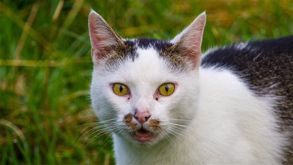 Katze im Jagdrevier