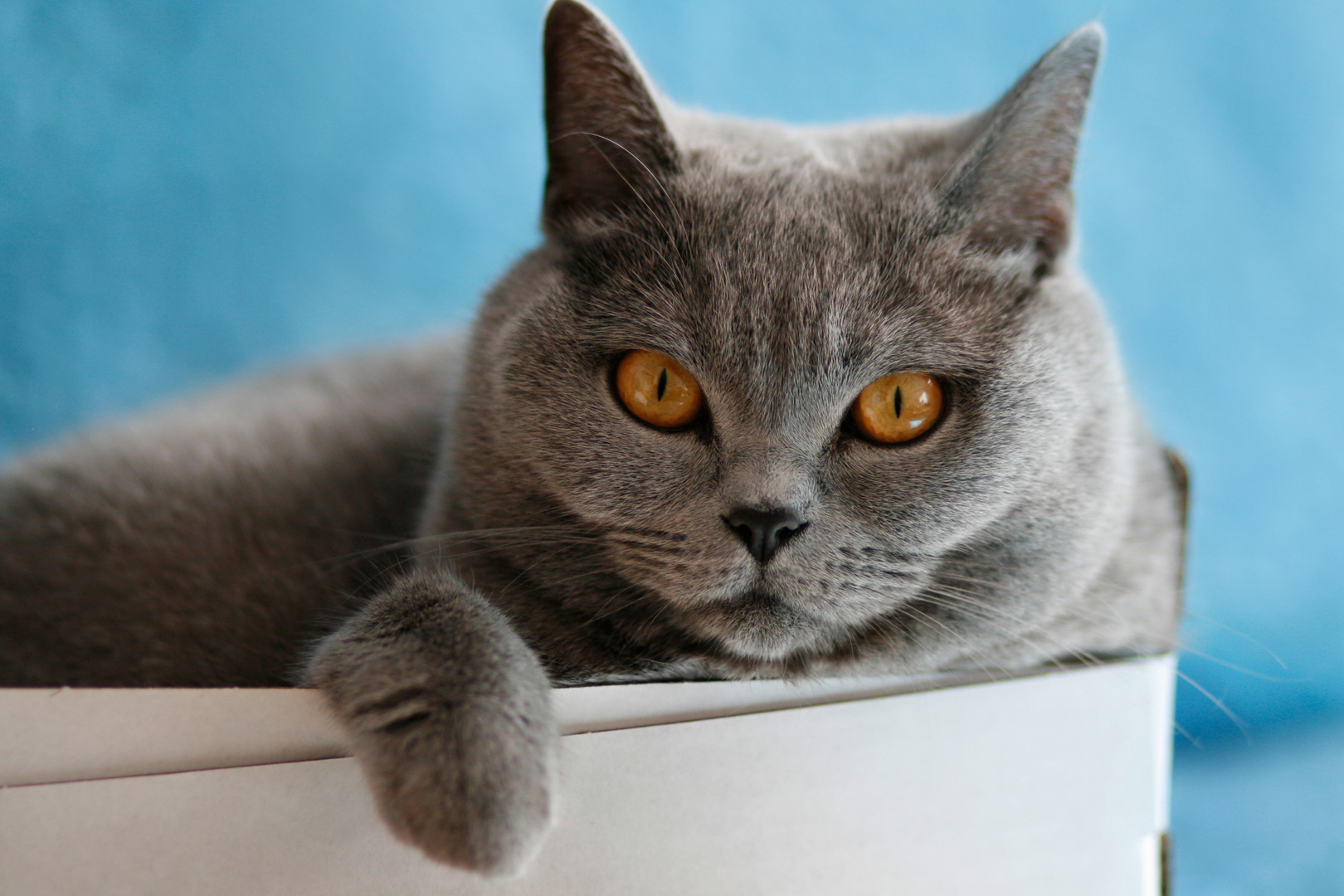 Katze Im Karton Foto Bild Tiere Haustiere Katzen Bilder Auf Fotocommunity