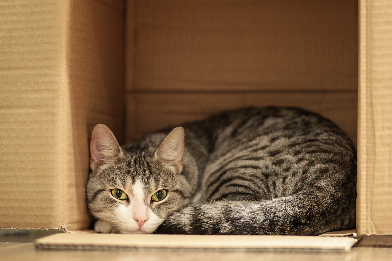 Katze im Karton