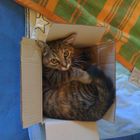 Katze im Karton :)