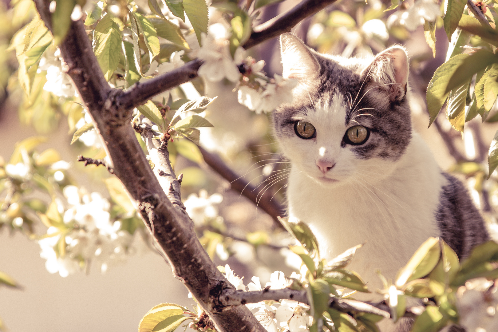 Katze im Kirschbaum