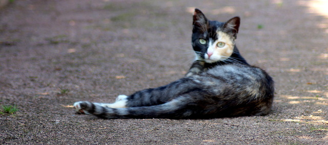 Katze im Klostergarten