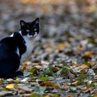 Katze im Klosterpark