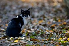 Katze im Klosterpark