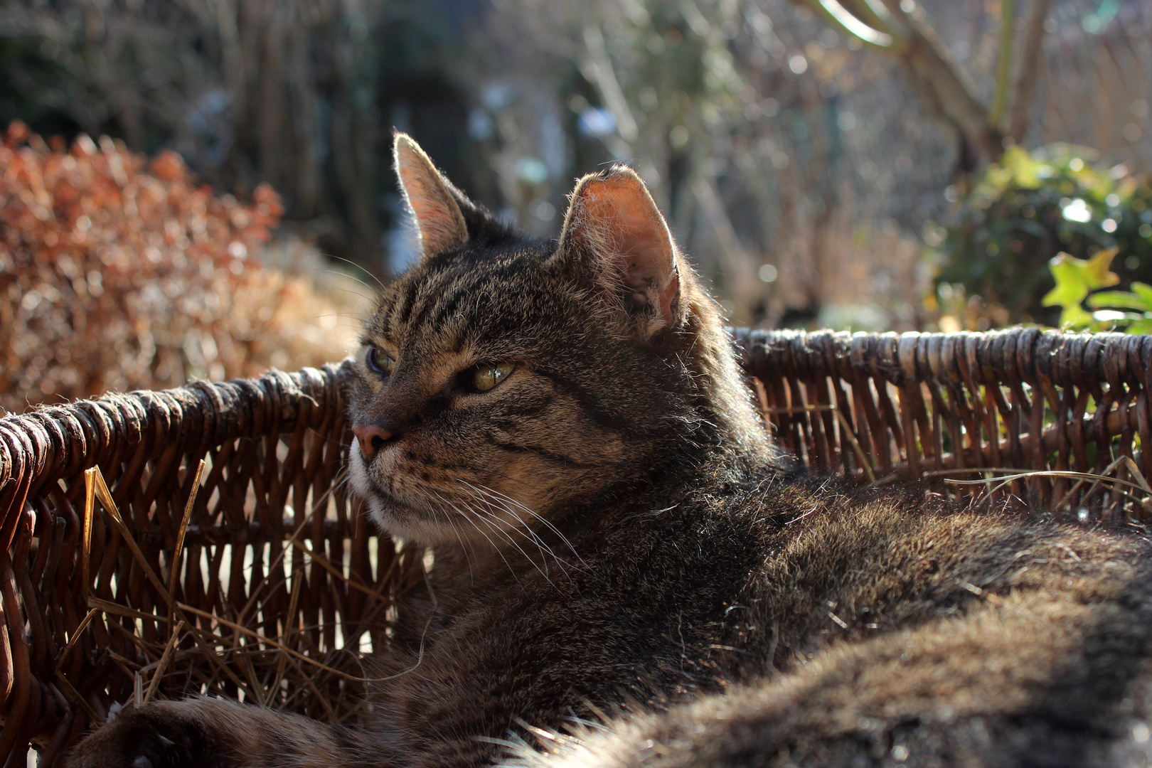 Katze im Körbchen