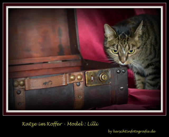 Katze im Koffer