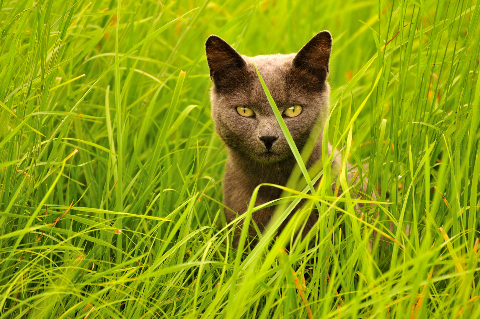 Katze im Kontrast