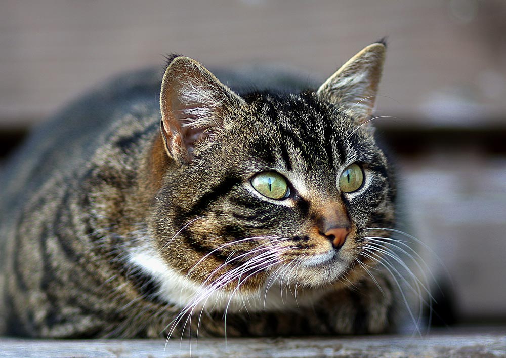 Katze im Lieferumfang beim 85 1,8