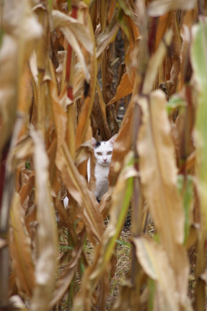 Katze im Maisfeld